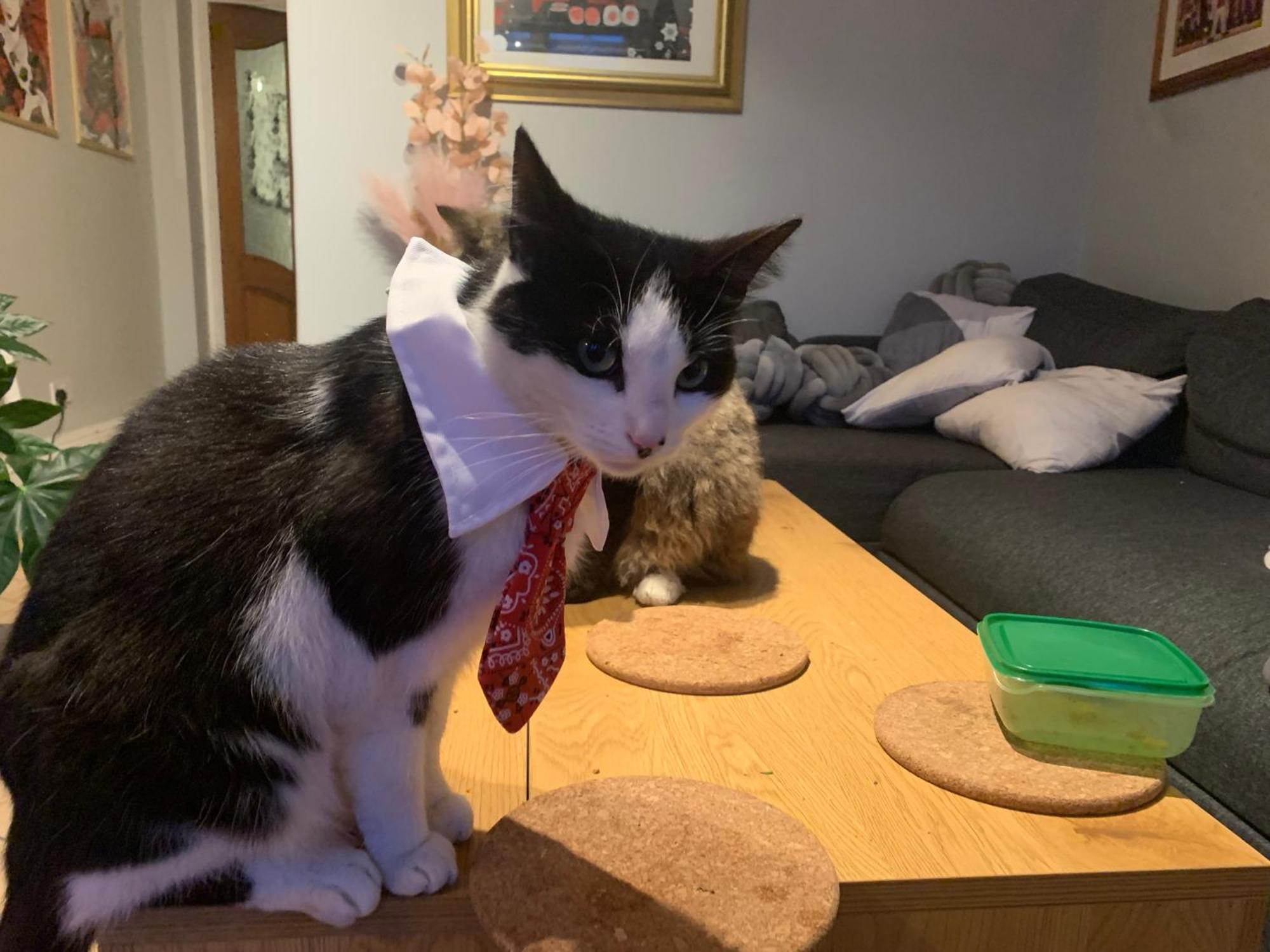Wake Up With 2 Cats On Your Face Dublin Luaran gambar