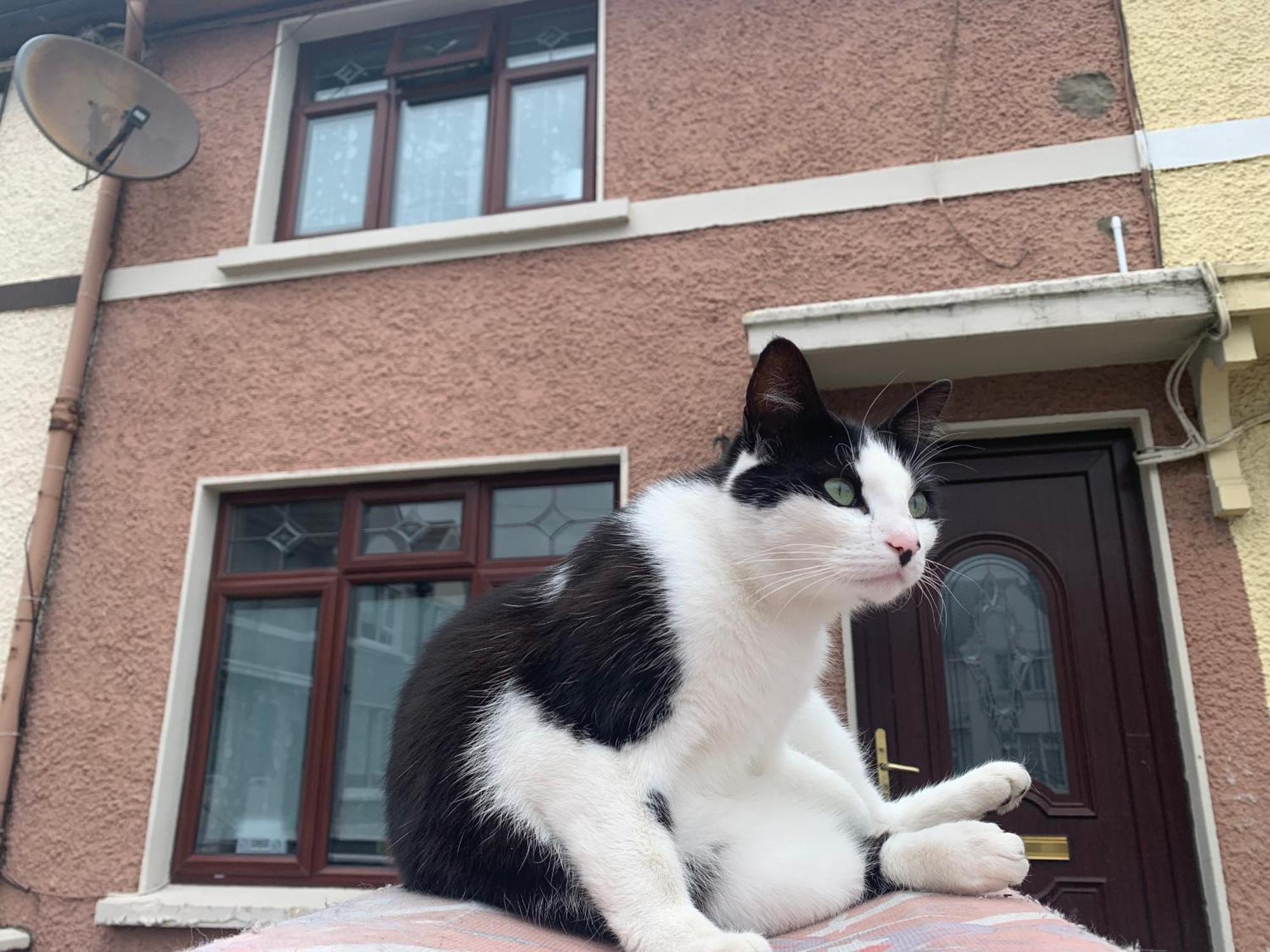 Wake Up With 2 Cats On Your Face Dublin Luaran gambar